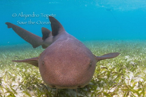 Nurse Shark encounter, San Pedro Belize by Alejandro Topete 